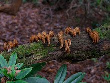 Row Of Inonotus Fungus On Mossy Tree Branch In Damp Weather