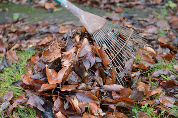 Wall Mural - Close up of pile of leaves behind an old metal garden rake.