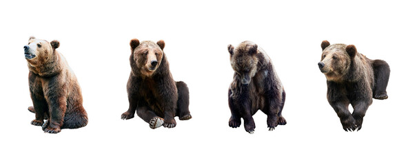 Wall Mural - set of brown bears over white background. large collection of dangerous predators of grizzly bears.