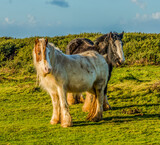 Rossili Bay, Ponies