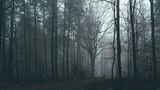 Fototapeta Las - Tajemniczy zimowy las we mgle