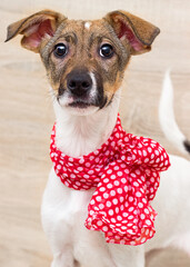 puppy in a red scarf looking