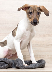 Wall Mural - puppy looking on wooden background