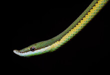 Head Close Up Of A Baron's Green Racer (Philodryas Baroni). Snake. Black Background.