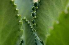 Aloe Vera Plant Green Macro Leaves Closeup