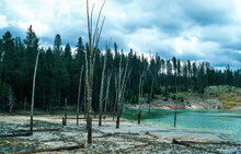 Lake With Hot Springs And Dead Trees, Yellowstone National Park, USA