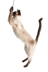 Wall Mural - The cat stands on its hind legs on a white background.