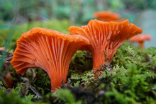 Underside Of Orange Fungus And Moss