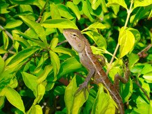 Crested Lizard On A Green Branch