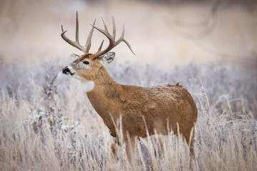 Wall Mural - Frosty Whitetail Buck