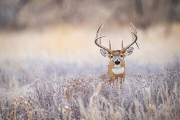 Canvas Print - Whitetail in Brush