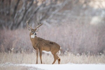 Wall Mural - Handsome Buck