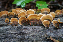 Bracket Fungus (Polypore) Growing On A Log