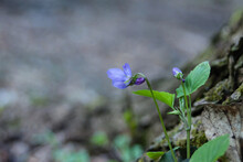 Niebieski Leśny Kwiat, Nieostre Tło. Zdjęcie Zrobione W Lesie.