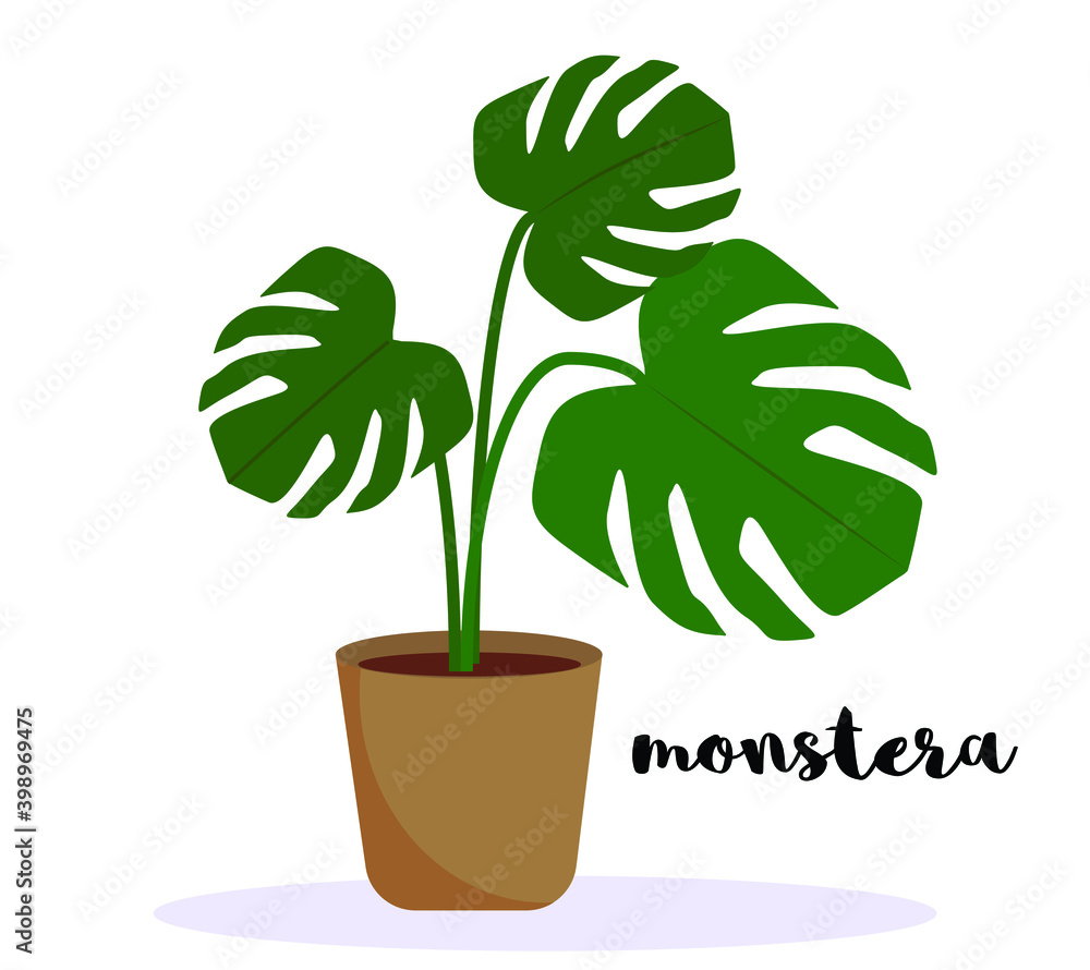 Monstera house plant potted. Simple flat design. Cursive lettering text -  monstera. Vetor illustration isolated on white background. Clip art Stock  Vector | Adobe Stock