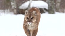 Cougar, Mountain Lion Walking In Snow