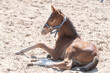 A Chestnut , fox-colored young Warmblood foal lies in the sand