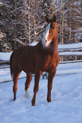 Wall Mural - horse in winter