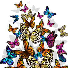 Flying Multicolored Butterflies. Vector Illustration