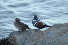 Harlequin Duck Pair On A Rock.