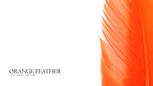 Background Templet Made With Close Up Shot Of Single Orange Feather
