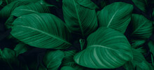 Tropical Leaves, Abstract Green Leaves Texture, Nature Background