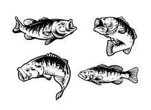 Largemouth Bass Fish Illustration