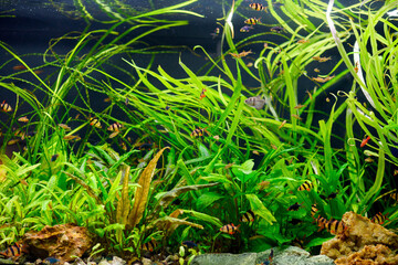 Freshwater aquarium, swim fish barbus, Tetra. Aquascaping