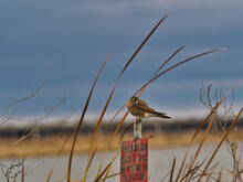 American Kestrel On Signs In A Nature Preserve 