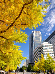 Fototapete - 東京都　丸の内オフィスビル街とイチョウ並木　

