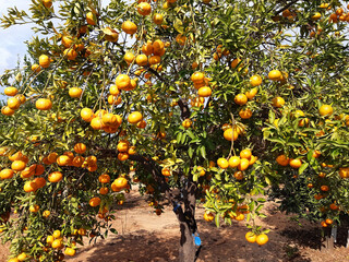 Wall Mural - Citrus fruit grow on a tree on the agricultural plantation