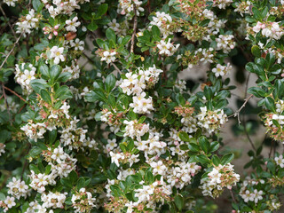 Canvas Print - Escallonia 'Donard Seedling', arbuste aux rameaux retombant garnis de boutons floraux roses qui s'épanouissent en petites fleurs étoilées rose clair et blanchâtre dans un feuillage dense vert foncé