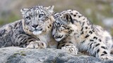 portrait of a  snow leopard 