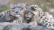 Portrait Of A  Snow Leopard 