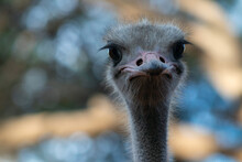 Wild African Life. Close Up Of African Ostrich Bird Head On The Blur Background.