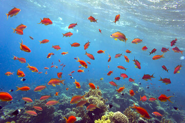 Beautiful underwater photo of colorful coral reef and fishes