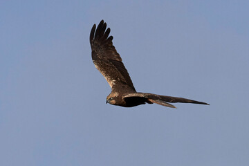 Western marsh harrier (Circus aeruginosus)