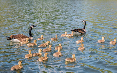 Canada geese with many chicks swimming in Ruhr River