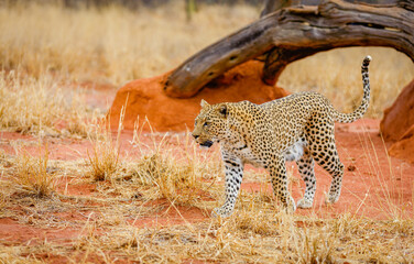 A leopard in the red sand of Etosha, Namibia
