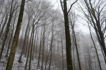 Landscape of spooky winter forest covered by mist