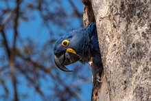Hyacinth Macaw In Tree Hole Nest, Pantanal