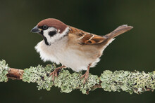 Brown Eurasian Tree Sparrow, Passer Montanus Perched On A Branch Covered With Lichen. 