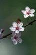 Wunderschöne Pflaumenblüten in voller Blüte
