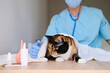 © kittyfly - male doctor, veterinarian in mask, with a stethoscope in veterinary clinic conducts examination and medical examination of dark domestic cat, concept of medical veterinary care, pet health