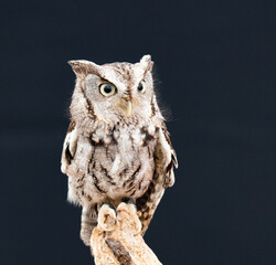 Wall Mural - Screech Owl on Branch