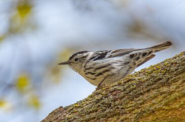 Wall Mural - Black-and-White Warbler on Tree