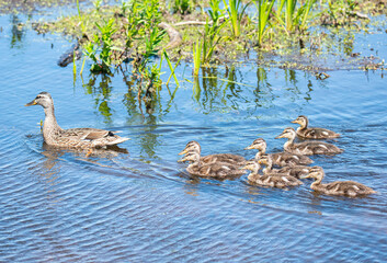 Wall Mural - Wood Ducks Swimming in Pond
