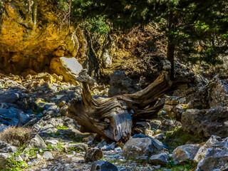 Wall Mural - Rocks perched on a tree stump in the Imbros Gorge near Chania, Crete on a bright sunny day