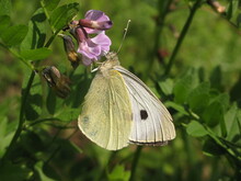 Large White Butterfly (Pieris Brassicae) - Close Up Of Cabbage Butterfly On Purple Flower