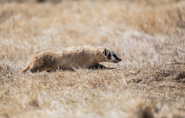 Sticker - American badger hiding in den